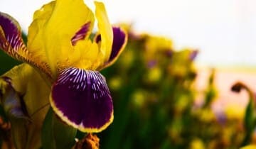 Egyptian Iris & Coconut