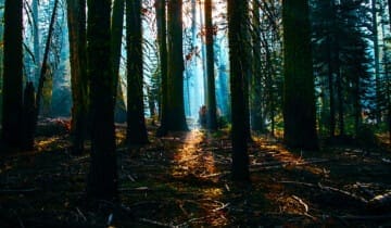 Sandalwood & Patchouli