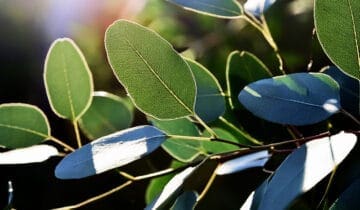 Eucalyptus & Blackcurrant