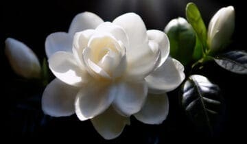 Gardenia