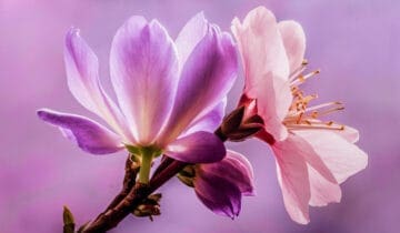 Violet & Cherry Blossom