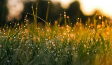 Morning Dew